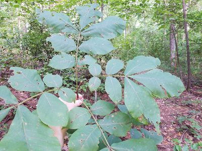 Carya tomentosa, photographed by Leila Dasher