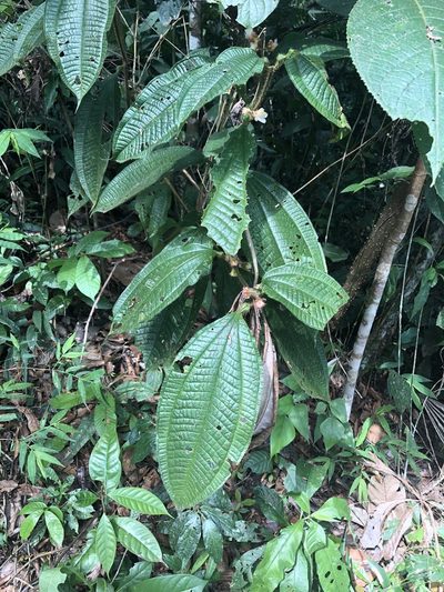 Miconia microphysca, photographed by Jared Shorma