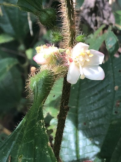 Miconia microphysca, photographed by Jared Shorma