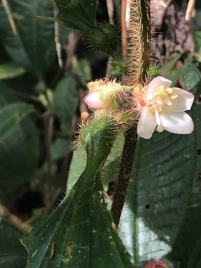 Miconia microphysca, photographed by Jared Shorma