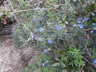Glandora rosmarinifolia, photographed by Luca Fornasari