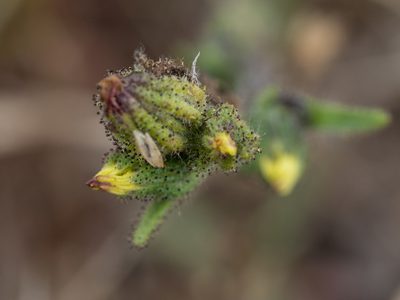 Madia sativa, photographed by Karen and Mike