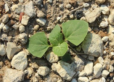Oxybasis urbica, photographed by Tatyana Sova