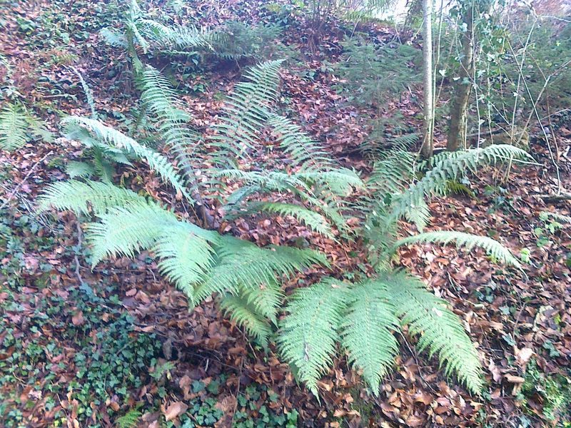 Dryopteris borreri, photographed by Erwin Gruber