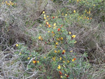 Chamaecytisus spinescens, photographed by Luca Fornasari
