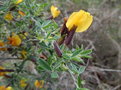 Chamaecytisus spinescens, photographed by Luca Fornasari