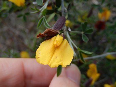 Chamaecytisus spinescens, photographed by Luca Fornasari