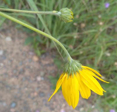 Helianthus occidentalis, photographed by Marilynn Miller