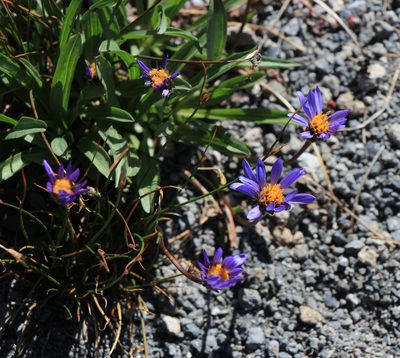 Oreostemma alpigenum, photographed by Paul McClellan