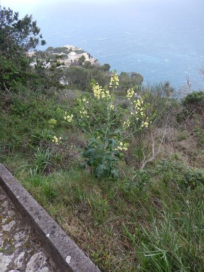 Brassica montana, photographed by Luca Fornasari