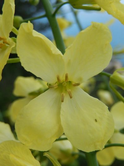 Brassica montana, photographed by Luca Fornasari