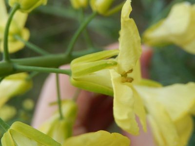 Brassica montana, photographed by Luca Fornasari