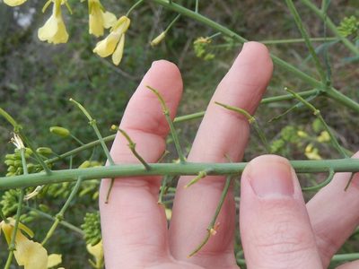 Brassica montana, photographed by Luca Fornasari
