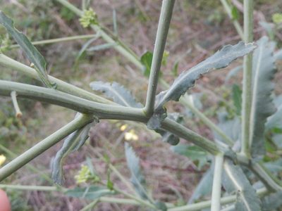 Brassica montana, photographed by Luca Fornasari