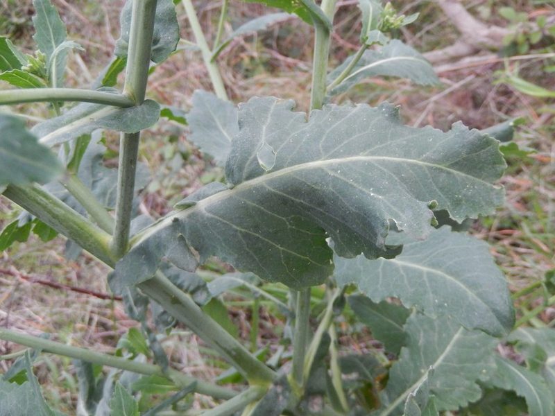 Brassica montana, photographed by Luca Fornasari