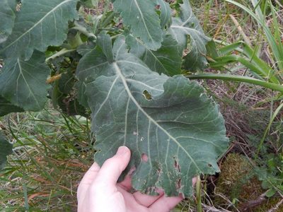 Brassica montana, photographed by Luca Fornasari