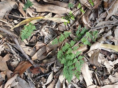 Cheilanthes sieberi, photographed by Nick Swanson
