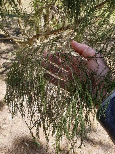 Melaleuca irbyana, photographed by Nick Swanson
