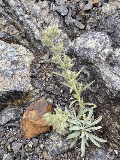 Oreocarya thompsonii, photographed by John Leszczynski