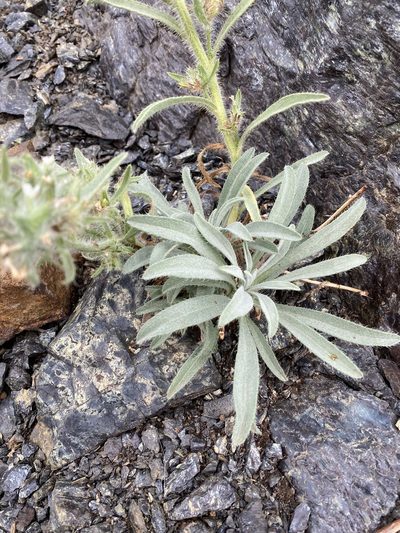Oreocarya thompsonii, photographed by John Leszczynski