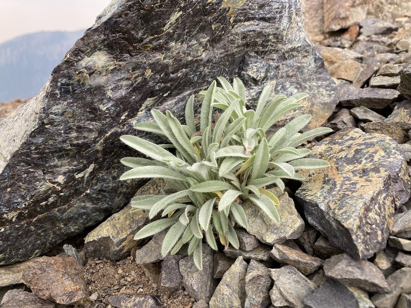 Oreocarya thompsonii, photographed by John Leszczynski