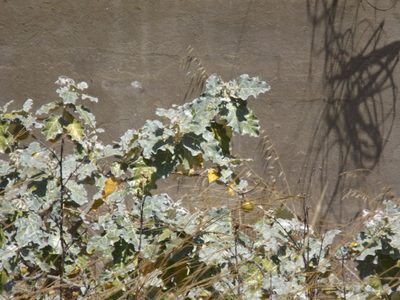 Solanum marginatum, photographed by Amy