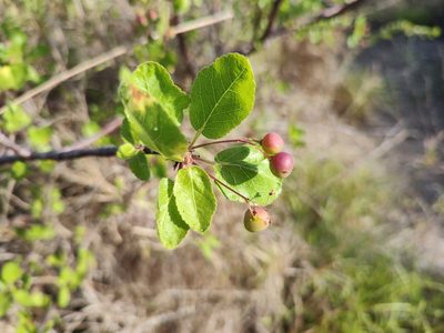 Bursera epinnata, photographed by Abraham Sánchez Romero