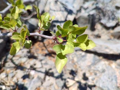 Bursera fagaroides, photographed by Abraham Sánchez Romero