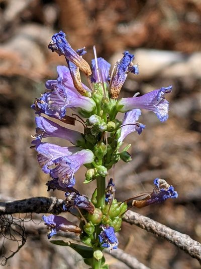 Penstemon euglaucus, photographed by David Anderson