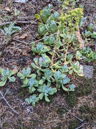 Sedum oregonense, photographed by David Anderson