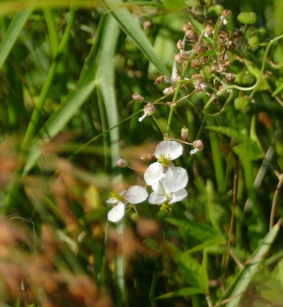 Sagittaria longiloba, photographed by Wendy McCrady