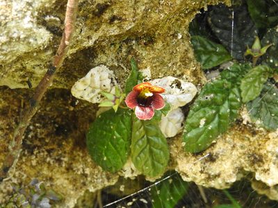 Gesneria depressa, photographed by amantedarmanin