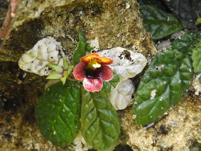 Gesneria depressa, photographed by amantedarmanin