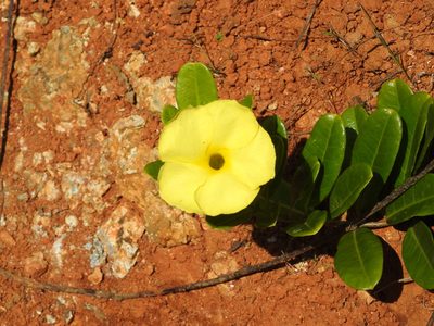 Pentalinon luteum, photographed by amantedarmanin