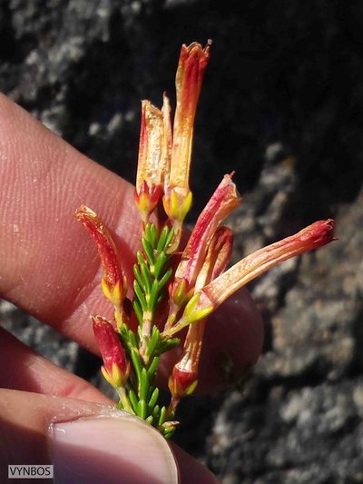 Erica haematosiphon, photographed by Chris Vynbos