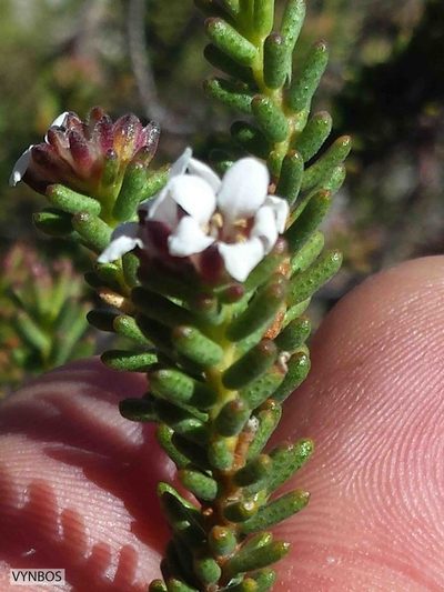 Acmadenia teretifolia, photographed by Chris Vynbos