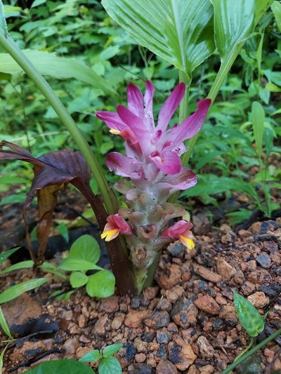 Curcuma longa, photographed by Ramesh Shenai Jr.