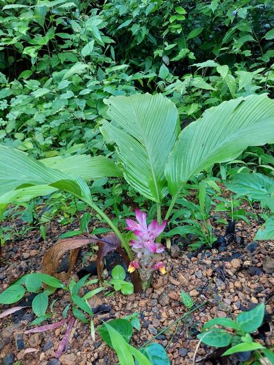 Curcuma longa, photographed by Ramesh Shenai Jr.