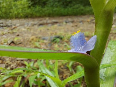 Cyanotis axillaris, photographed by Ramesh Shenai Jr.