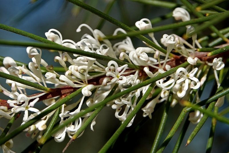 Hakea macraeana, photographed by Max Campbell