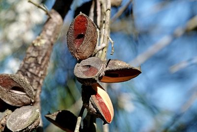 Hakea macraeana, photographed by Max Campbell