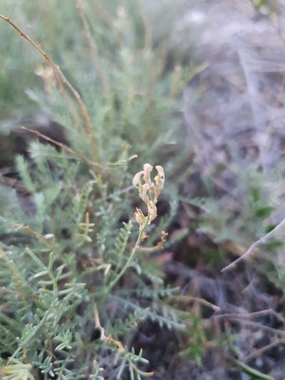 Astragalus austriacus, photographed by Анна Митрошенкова