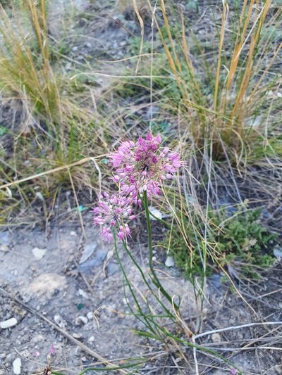 Allium cretaceum, photographed by Анна Митрошенкова