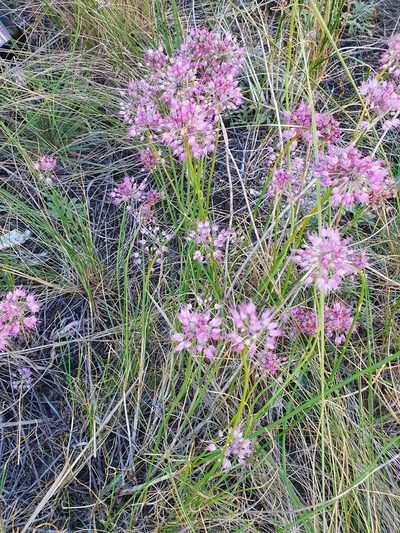 Allium cretaceum, photographed by Анна Митрошенкова