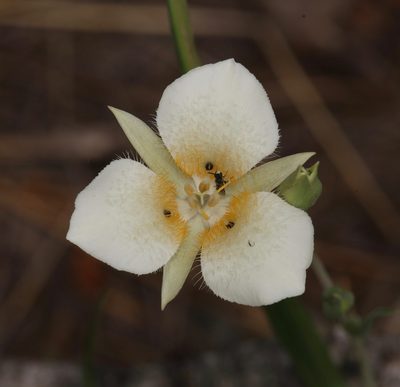 Calochortus apiculatus, photographed by Laura Gaudette
