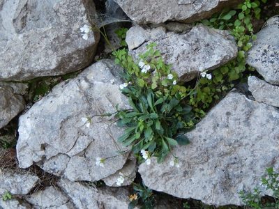 Arabis collina, photographed by Luca Fornasari