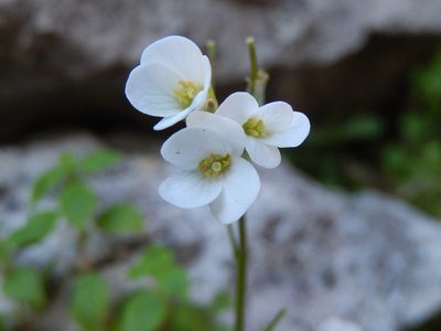 Arabis collina, photographed by Luca Fornasari