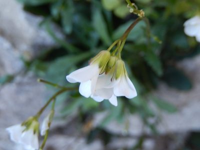 Arabis collina, photographed by Luca Fornasari