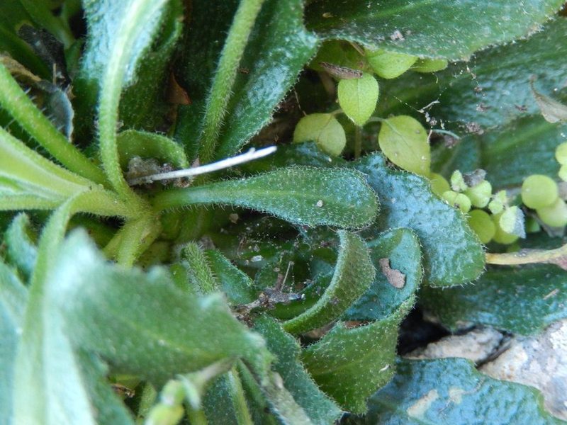 Arabis collina, photographed by Luca Fornasari