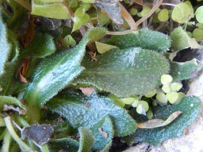 Arabis collina, photographed by Luca Fornasari